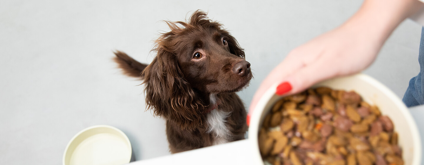 Can wet dog food go bad best sale